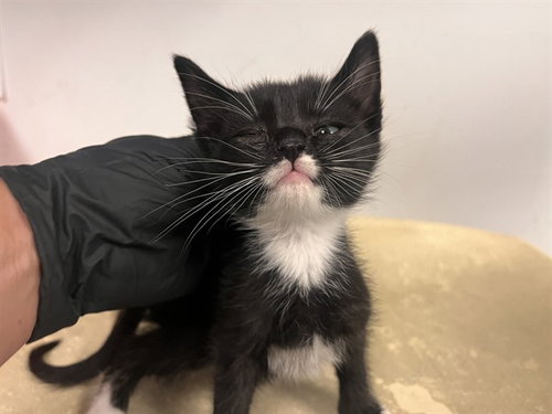 A163869, Baby Domestic Short Hair (medium coat), cat for adoption in Paramount, California