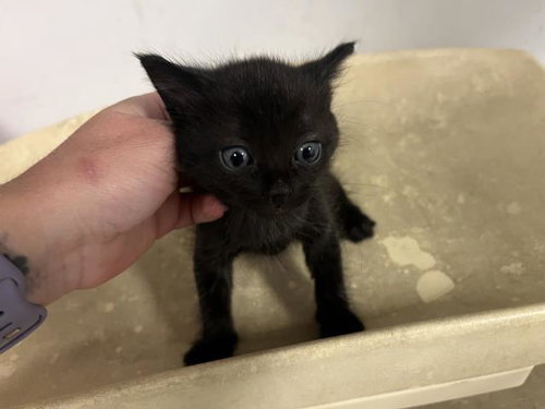 A163901, Baby Domestic Short Hair (medium coat), cat for adoption in Paramount, California