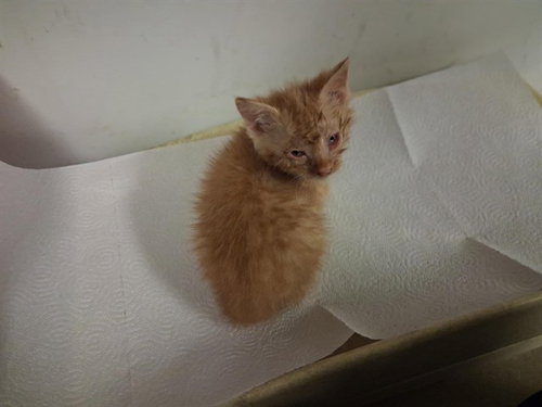 A163902, an adoptable Domestic Medium Hair in Corona, CA