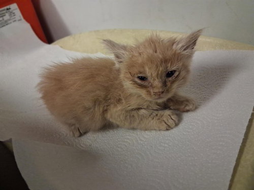A163903, an adoptable Domestic Medium Hair in Corona, CA