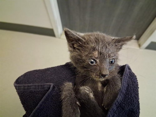A163904, Baby Domestic Short Hair (medium coat), cat for adoption in Paramount, California