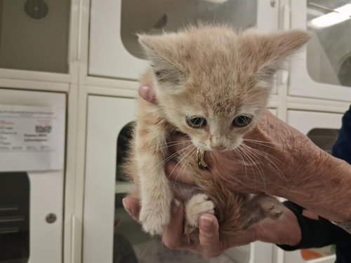 A163896, an adoptable Domestic Short Hair in Corona, CA