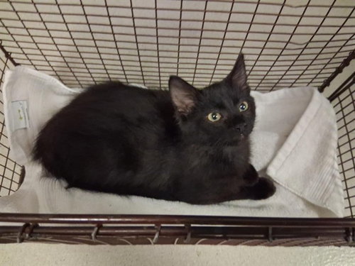 A163803, Baby Domestic Medium Hair (medium coat), cat for adoption in Paramount, California