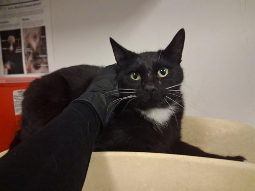 A163817, Senior Domestic Short Hair (medium coat), cat for adoption in Paramount, California