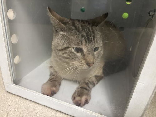 A163825, an adoptable Domestic Short Hair in Corona, CA