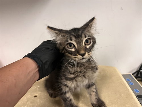 A163969, Baby Domestic Short Hair (medium coat), cat for adoption in Paramount, California