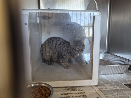A163828, Adult Domestic Short Hair (medium coat), cat for adoption in Paramount, California