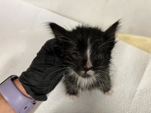 A163892, Baby Domestic Short Hair (medium coat), cat for adoption in Paramount, California