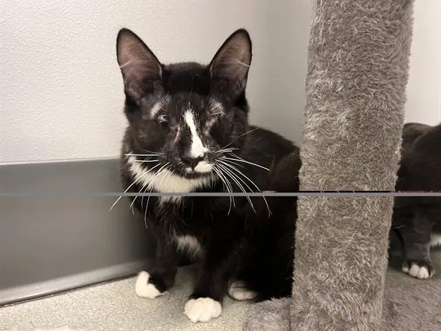 Unknown - Domestic Short Hair