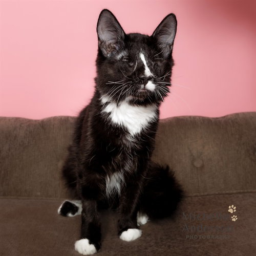 A163892, a cat for adoption from Corona Animal Services