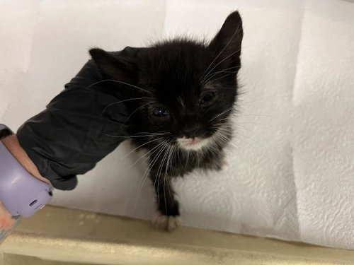 A163893, Baby Domestic Short Hair (medium coat), cat for adoption in Paramount, California