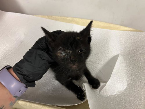 A163894, Baby Domestic Short Hair (medium coat), cat for adoption in Paramount, California