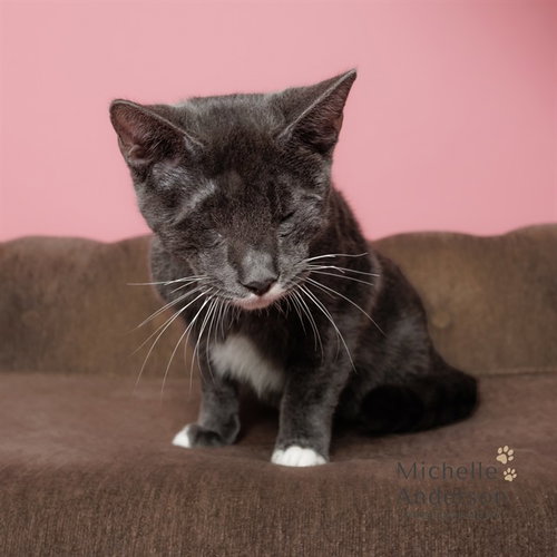 A163895, a cat for adoption from Corona Animal Services