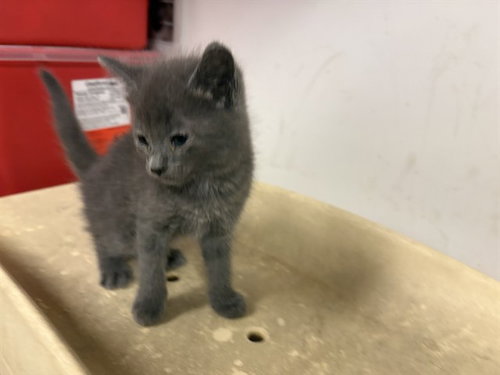 A163096, Baby Domestic Short Hair (medium coat), cat for adoption in Paramount, California