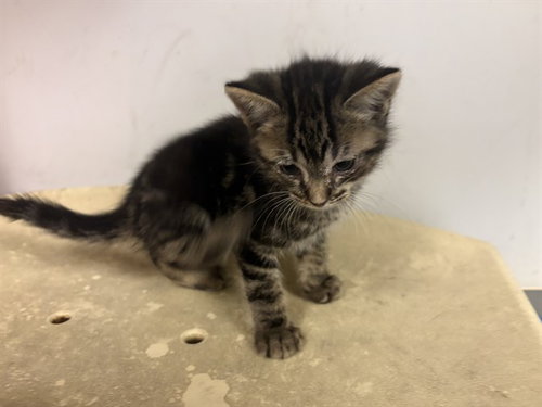 CHIP, Baby Domestic Short Hair (medium coat), cat for adoption in Paramount, California