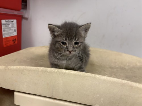 HUGGIE, Baby Domestic Short Hair (medium coat), cat for adoption in Paramount, California