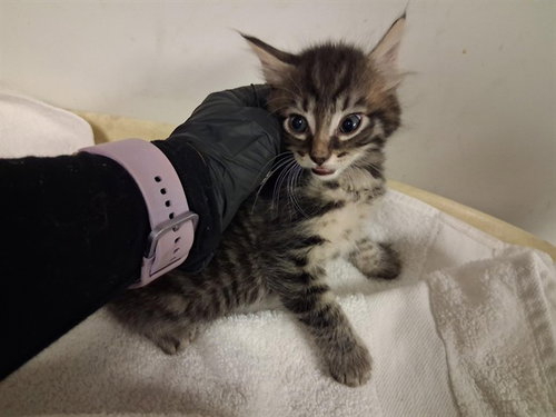 A163996, Baby Domestic Medium Hair (medium coat), cat for adoption in Paramount, California