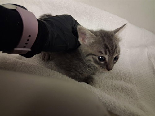 A163997, Baby Domestic Medium Hair (medium coat), cat for adoption in Paramount, California