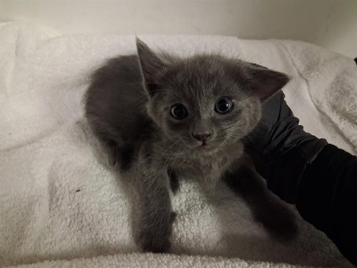 A163998, Baby Domestic Short Hair (medium coat), cat for adoption in Paramount, California
