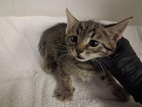 A163999, Baby Domestic Short Hair (medium coat), cat for adoption in Paramount, California