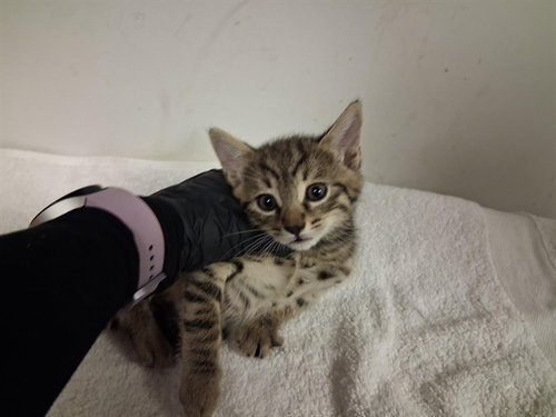 A164000, Baby Domestic Short Hair (medium coat), cat for adoption in Paramount, California