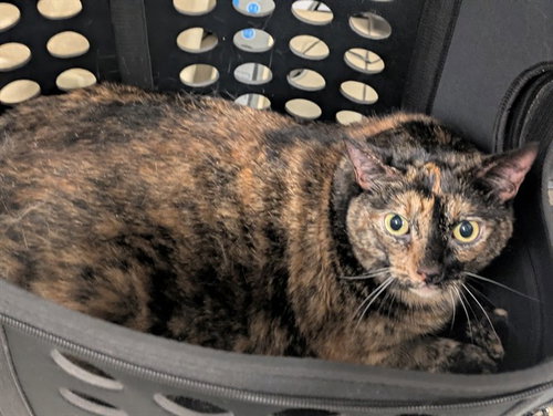 BELLA, Adult Domestic Short Hair (medium coat), cat for adoption in Paramount, California