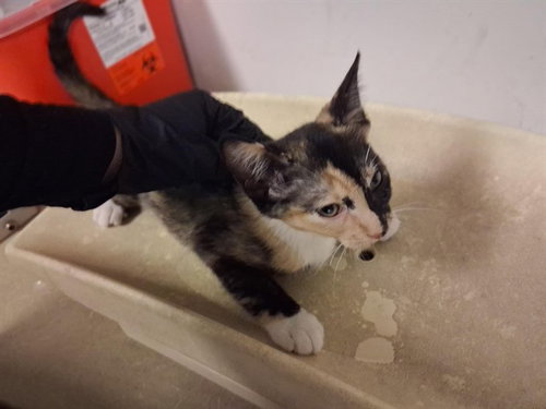 A163887, Baby Domestic Short Hair (medium coat), cat for adoption in Paramount, California