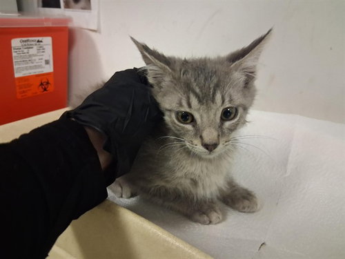 A163897, Baby Domestic Medium Hair (medium coat), cat for adoption in Paramount, California