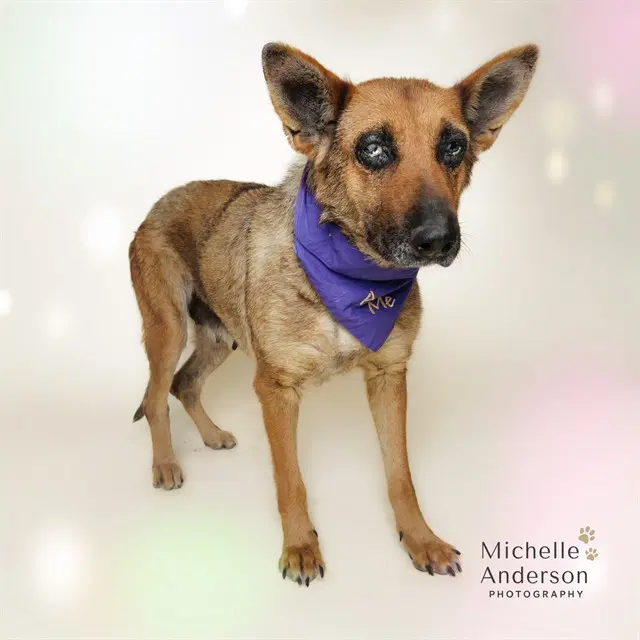 Lady - German Shepherd Dog