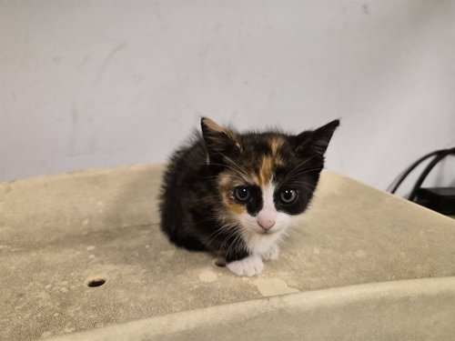 A163844, Baby Domestic Short Hair (medium coat), cat for adoption in Paramount, California