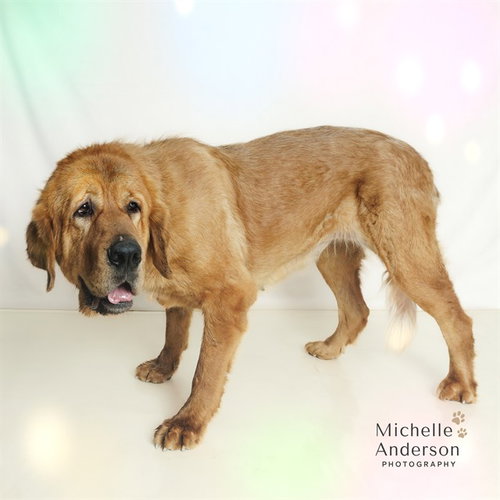 KALA, an adoptable Saint Bernard in Corona, CA