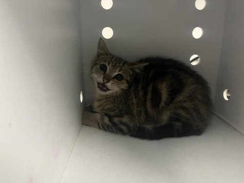 A163990, Baby Domestic Short Hair (medium coat), cat for adoption in Rialto, California