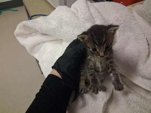 A163889, Baby Domestic Short Hair (medium coat), cat for adoption in Rialto, California