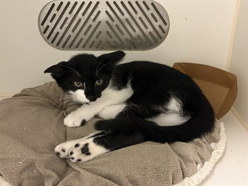 A164013, Baby Domestic Medium Hair (medium coat), cat for adoption in Upland, California
