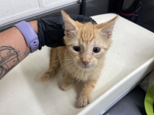 A163902, Baby Domestic Medium Hair (medium coat), cat for adoption in Upland, California