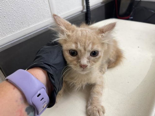 A163903, Baby Domestic Medium Hair (medium coat), cat for adoption in Upland, California