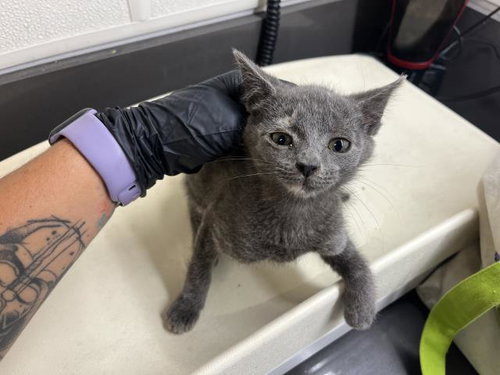 A163904, Baby Domestic Short Hair (medium coat), cat for adoption in Upland, California