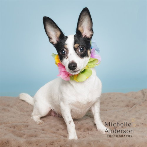 TERA, an adoptable Chihuahua in Corona, CA