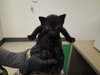A164295 - Photo 1
