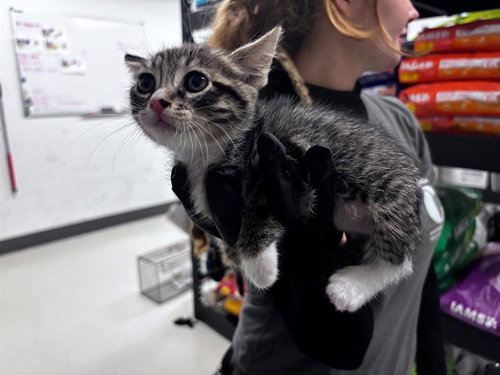 A164368, Baby Domestic Short Hair (medium coat), cat for adoption in Upland, California