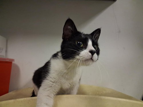 A164285, Young Domestic Short Hair (medium coat), cat for adoption in Upland, California