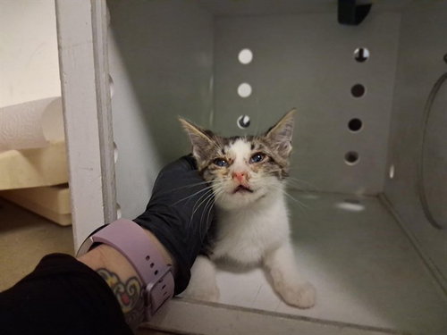 A164286, Baby Domestic Short Hair (medium coat), cat for adoption in Upland, California