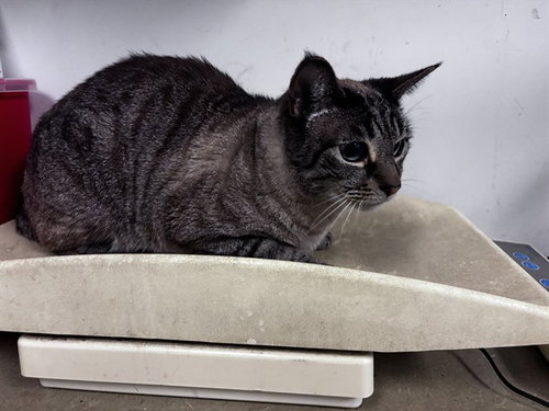 A164287, Adult Domestic Short Hair (medium coat), cat for adoption in Upland, California