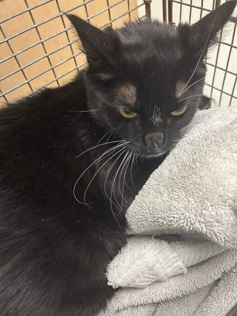 A164289, Adult Domestic Medium Hair (medium coat), cat for adoption in Upland, California