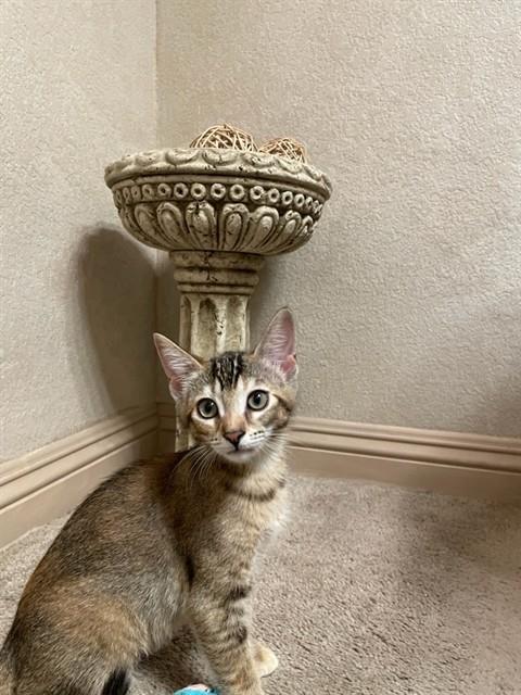 A163516, Baby Domestic Short Hair (medium coat), cat for adoption in Montclair, California
