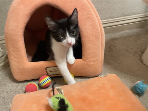 JACK, Baby Domestic Short Hair (medium coat), cat for adoption in Montclair, California