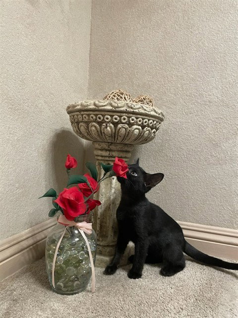 PEPPER, Baby Domestic Short Hair (medium coat), cat for adoption in Montclair, California