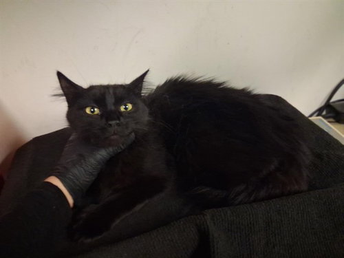 A164197, Adult Domestic Long Hair (medium coat), cat for adoption in Montclair, California