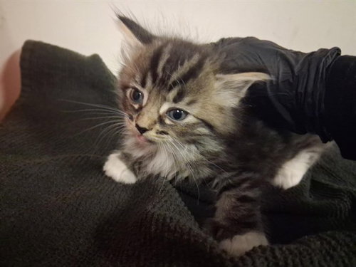 A164198, Baby Domestic Long Hair (medium coat), cat for adoption in Montclair, California