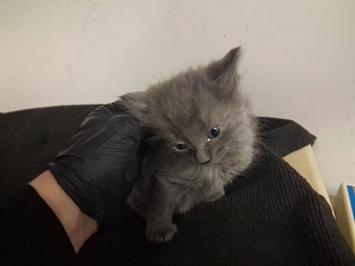 A164200, Baby Domestic Long Hair (medium coat), cat for adoption in Montclair, California